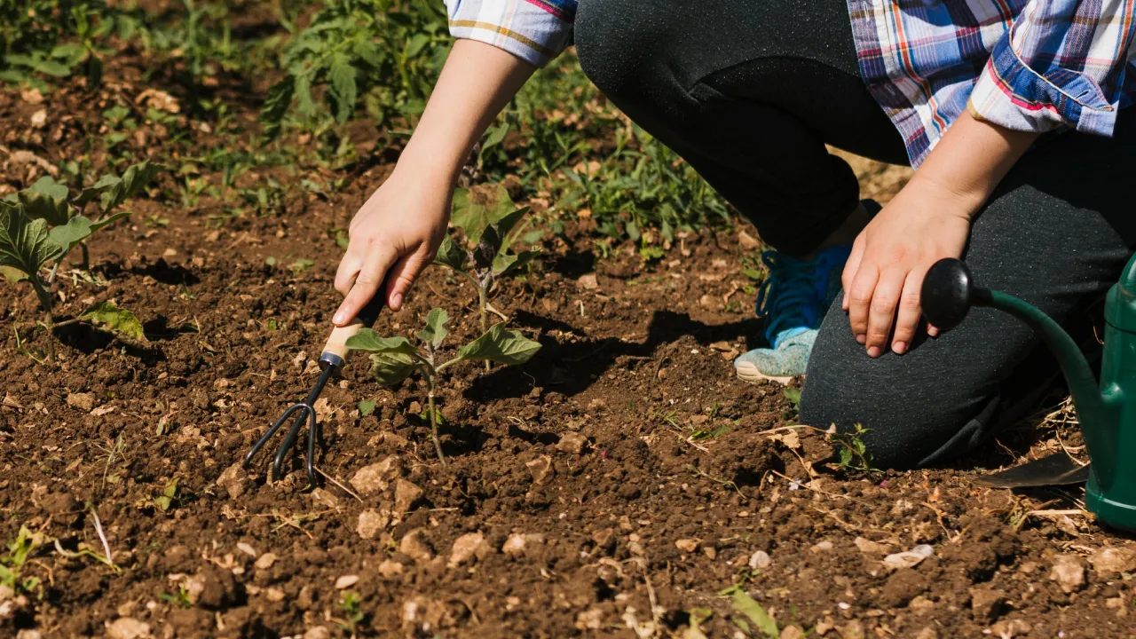 Місячний посівний календар на жовтень 2025: дні для посадки та підзимових робіт 