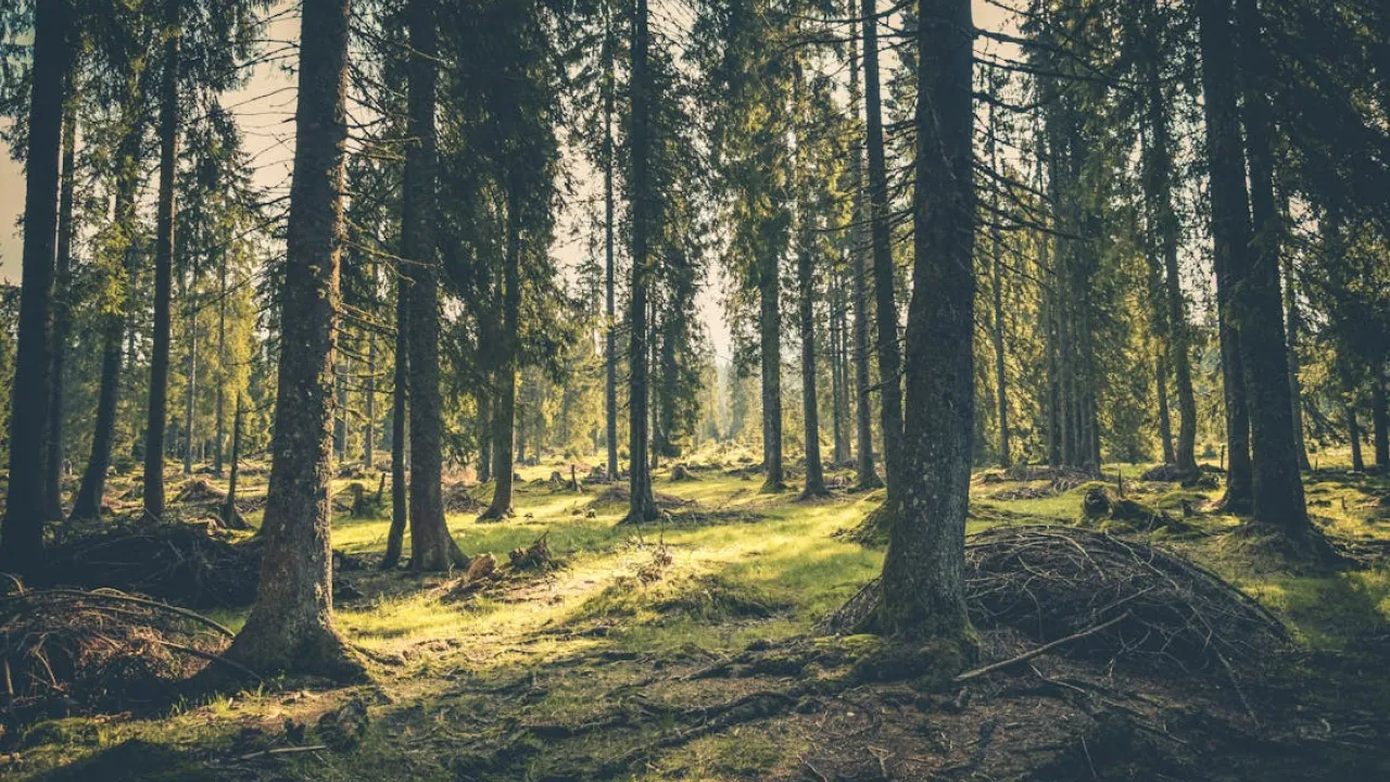 Від ягоди до доходу: як оформити дозвіл на комерційну заготівлю лісових ресурсів 