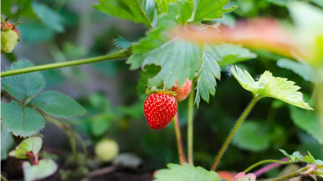 Чому полуниця «втомлюється» після 4 років на одному місці 