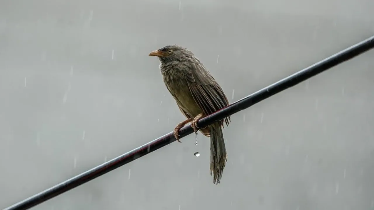 Вересень завершиться холодом і дощами: прогноз на 30 вересня 