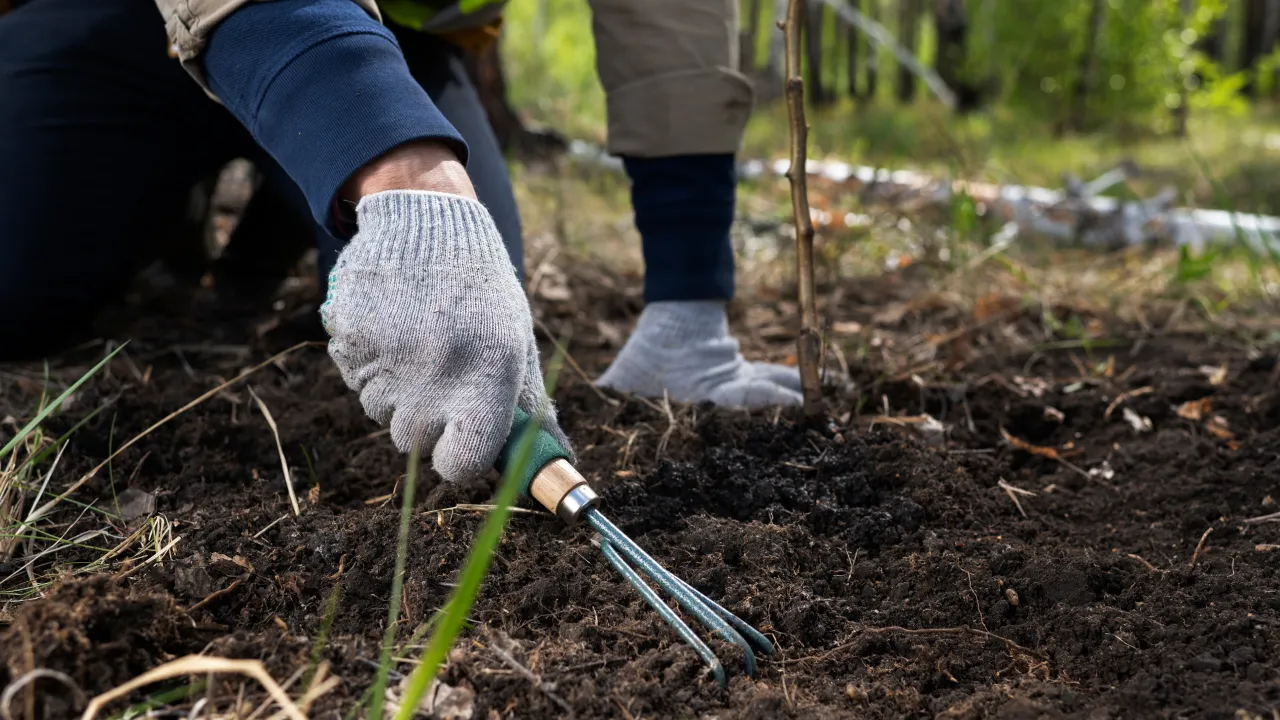 Які фруктові дерева краще садити восени, а які — навесні: поради садівників 