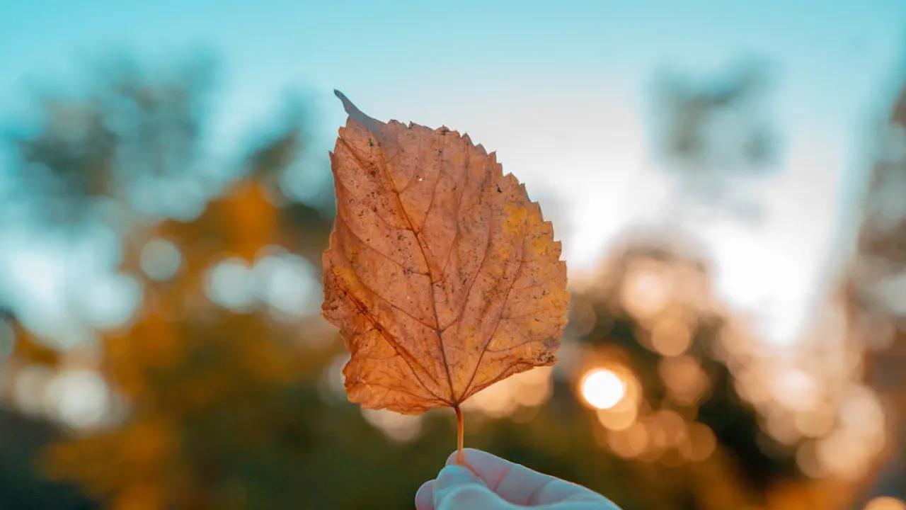 Чи буде бабине літо у жовтні: синоптик розповів, коли чекати потепління 