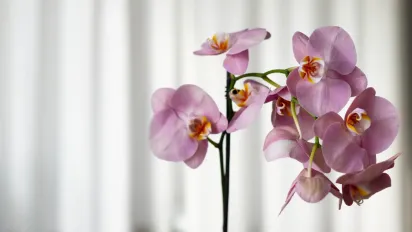 Як врятувати орхідею з висохлим корінням: метод, що повертає цвітіння - фото