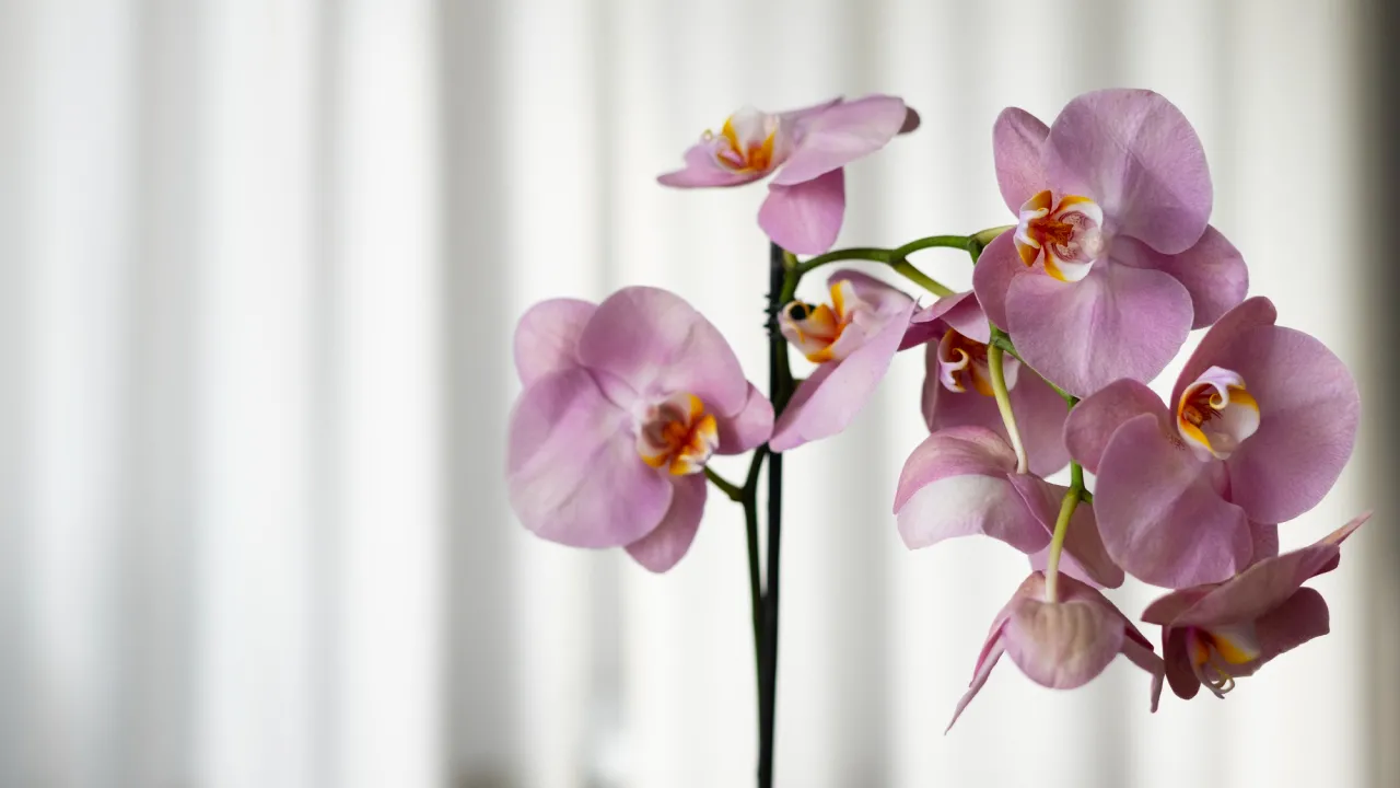 Як врятувати орхідею з висохлим корінням: метод, що повертає цвітіння 