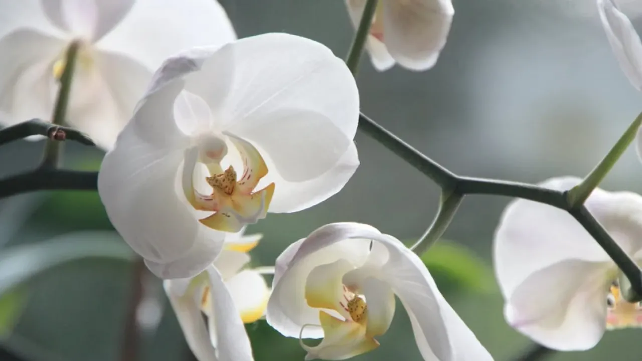 Чому орхідеї краще ростуть у прозорому горщику: повний гайд з догляду 