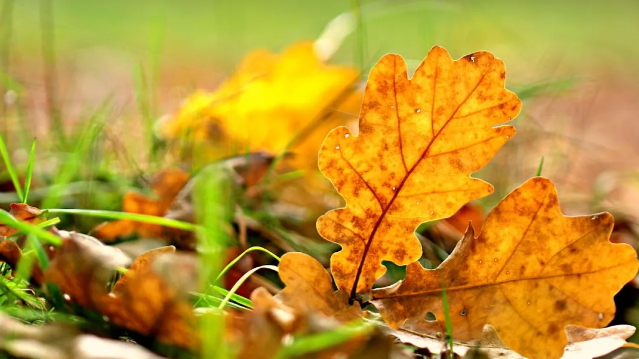 Покрова Пресвятої Богородиці: традиції, прикмети та заборони свята 