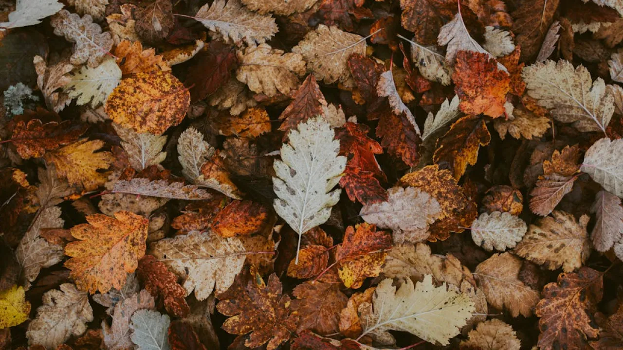 1 жовтня в Україну увірветься вогка осінь: температура впаде нижче +10° 