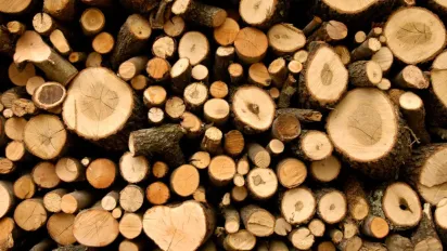 Незаконна заготівля дров: які штрафи загрожують українцям у 2025 році - фото