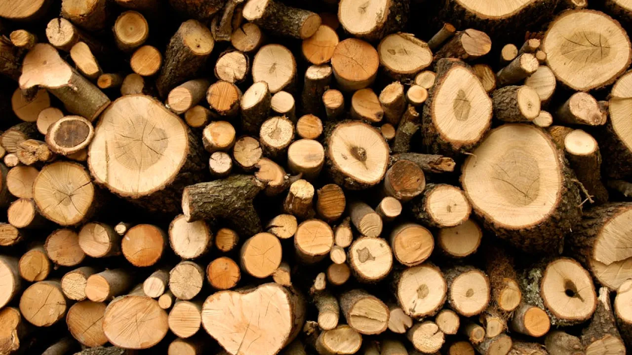 Незаконна заготівля дров: які штрафи загрожують українцям у 2025 році 
