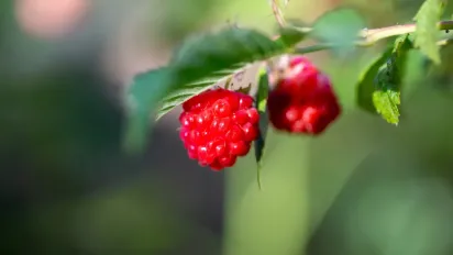 Зробіть це восени – і ваші кущі малини віддячать рясним урожаєм наступного літа - фото