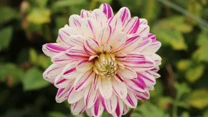 Цвіте до заморозків і не поступається трояндам: яку квітку варто мати у саду - фото