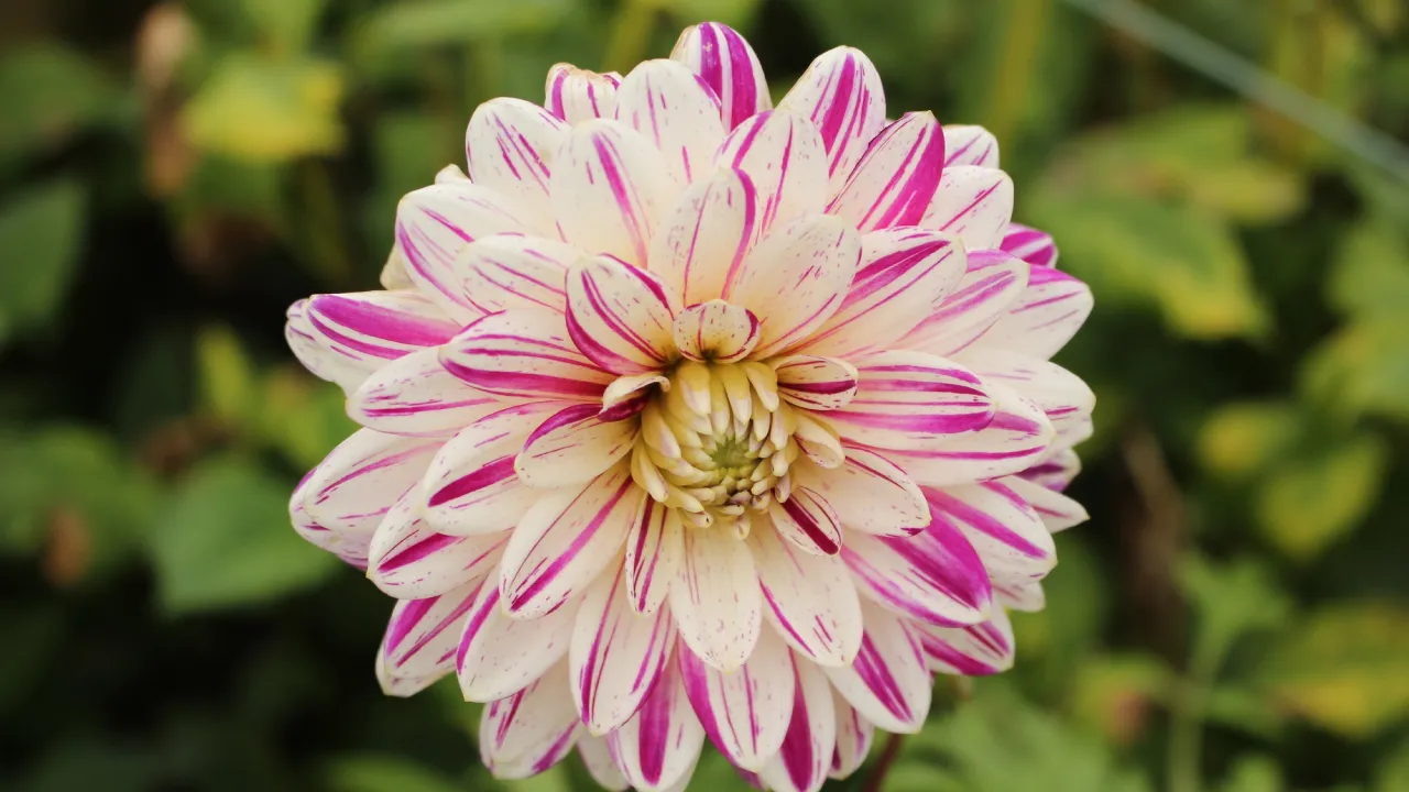 Цвіте до заморозків і не поступається трояндам: яку квітку варто мати у саду 