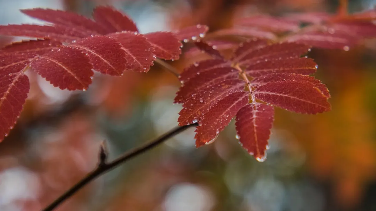 До України йде новий циклон з дощами: в Укргідрометцентрі сказали, чи є загроза для Одеси 