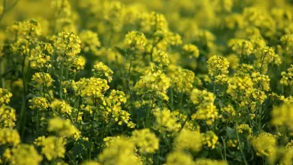 Сидерати замість хімії: що посіяти на городі восени, щоб забути про бур'яни навесні - фото