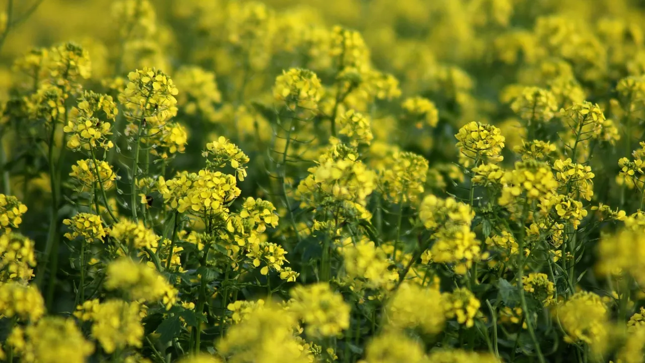 Сидерати замість хімії: що посіяти на городі восени, щоб забути про бур'яни навесні 