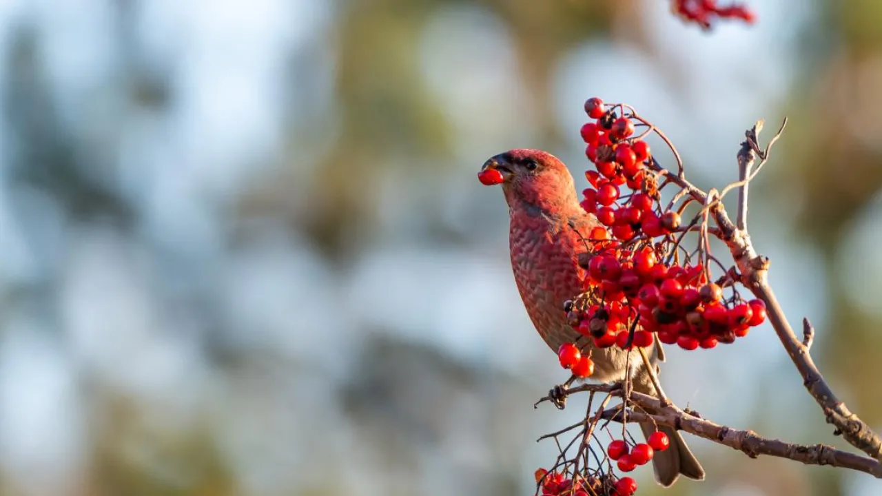 До України йде довгоочікуване потепління: прогноз Наталки Діденко 