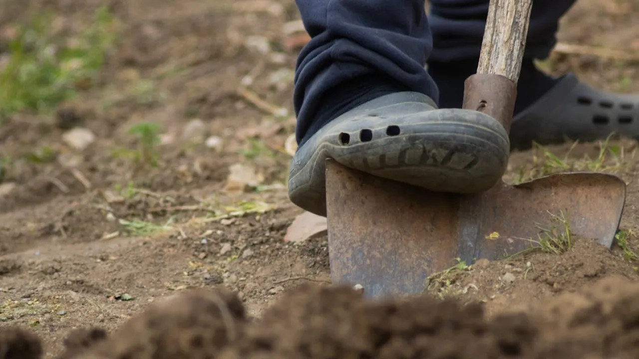 Осінній город: що посадити восени і як підготувати грядки до зими 
