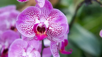 Що не люблять орхідеї: вибір місця та особливості догляду - фото