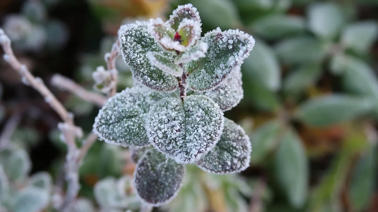 Заморозки вдарять по Україні найближчої ночі: температура впаде до -3° (карта) 
