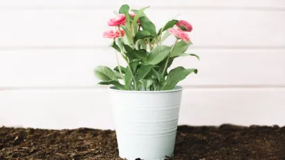 Простий спосіб підживлення та захисту кімнатних квітів лавровим листом - фото