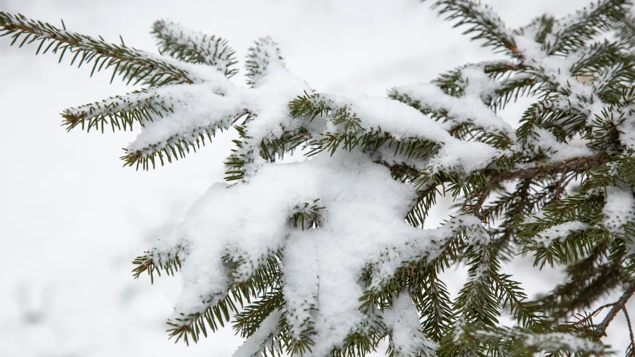 Перший сніг у 2025 в Україні: у яких регіонах вже випав і що чекати далі 