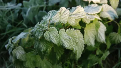 Що потрібно з'їсти 3-го жовтня, щоб уберегтись від "лихого ока": народні прикмети - фото
