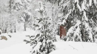 Накриє холодна хвиля: зима 2025–2026 в Україні буде рекордно морозною - фото