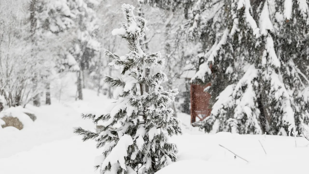 Накриє холодна хвиля: зима 2025–2026 в Україні буде рекордно морозною 