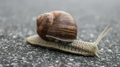 Як позбутися слимаків у своєму саду: експерти розкрили секретний інгредієнт - фото