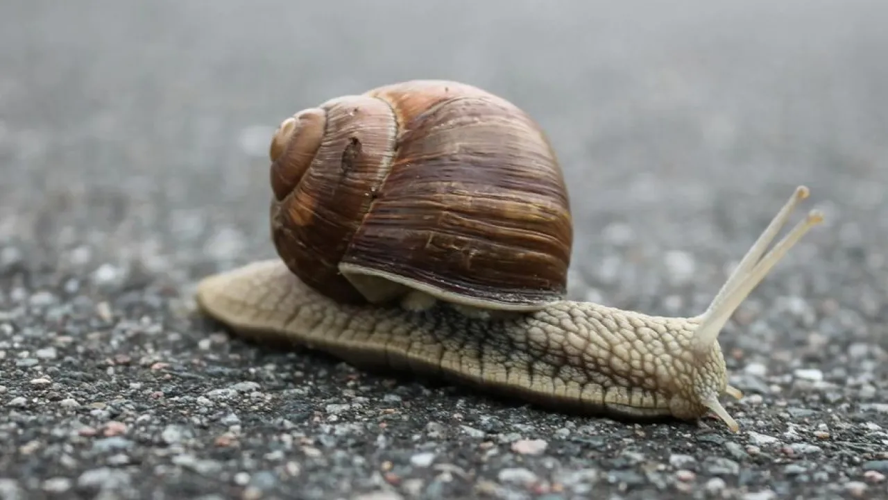 Як позбутися слимаків у своєму саду: експерти розкрили секретний інгредієнт 