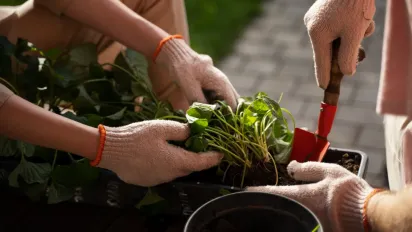 Що сіяти восени, щоб навесні мати готовий урожай - фото