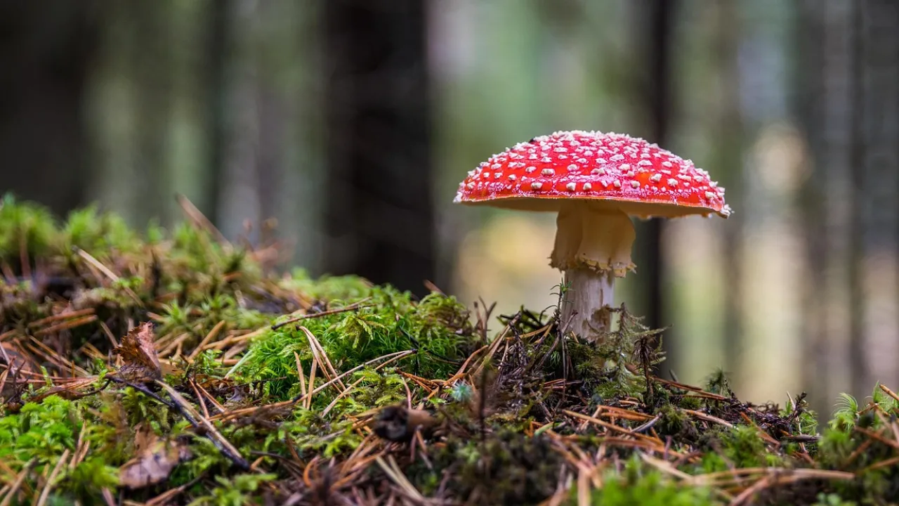 Жовтень ще потішить теплом: коли в Україні очікується бабине літо? 