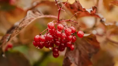 В Україну йдуть затяжні дощі: прогноз погоди на тиждень - фото