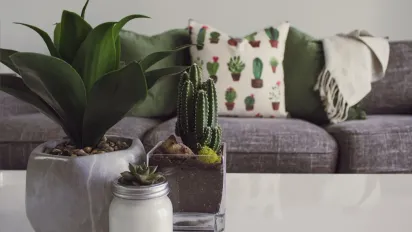 Гід по осінньому догляду за квітами: що змінити в режимі кімнатних рослин - фото