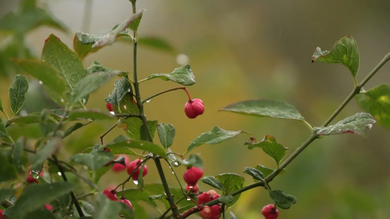 8 жовтня в Україні очікуються сильні дощі: синоптик розповіла, де буде найбільш мокро 