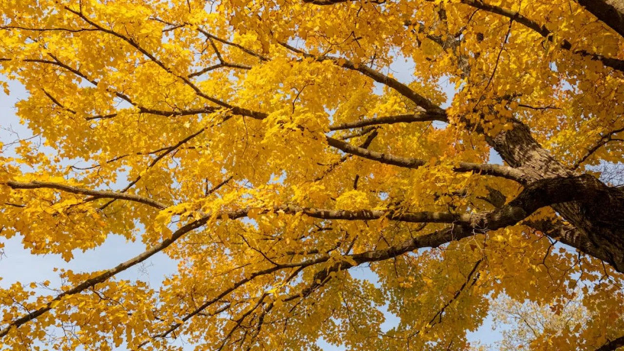 9 жовтня — день Якова Студеного: народні прикмети, традиції та заборони 