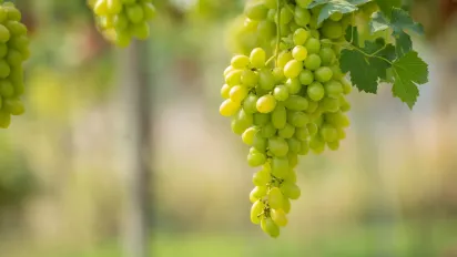 Якщо зробити це восени — виноград віддячить великими гронами наступного року - фото