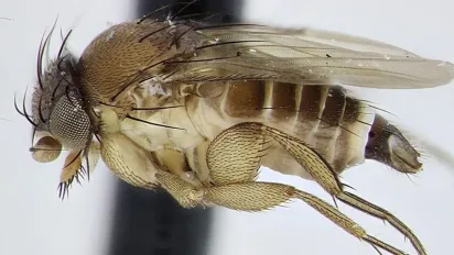 Муха-горбатка в Україні: нова небезпека, що може проникнути просто на кухню - фото