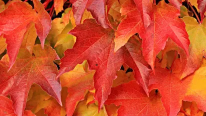 Що спалювали 10 жовтня, щоб позбутись хвороб та бід: народні прикмети - фото