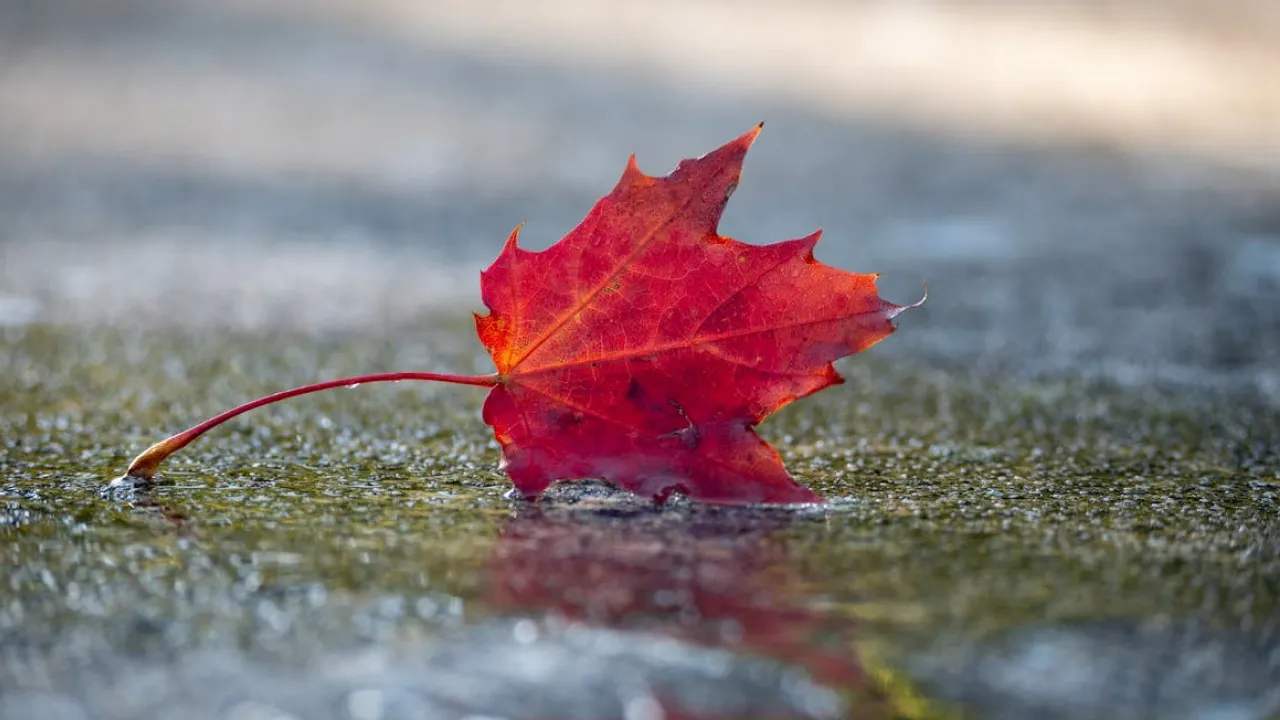 Україну чекає ще одна хвиля дощів: прогноз погоди на 10 жовтня 