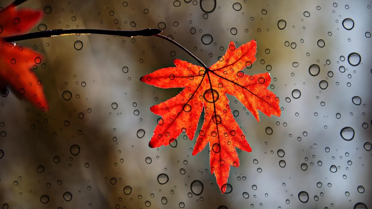 Похмуро, волого та прохолодно: прогноз погоди на 11 жовтня 