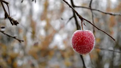 Як підготувати фруктові дерева до зими: 10 корисних порад - фото