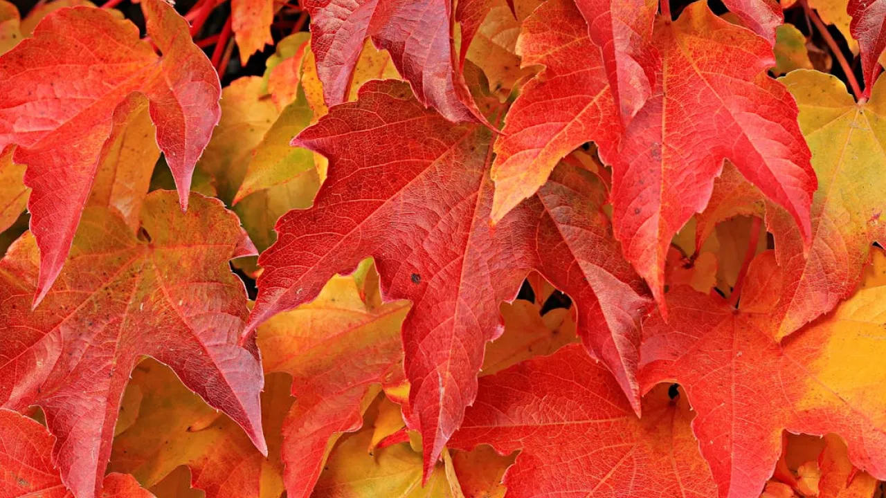 В Україні похолоднішає на 2-4 градуси: синоптики розкрили деталі 