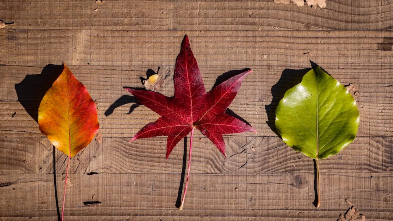 Коли в Україну прийде потепління: прогноз синоптика 