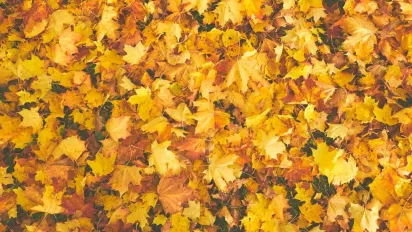 Погода в Україні покращиться: прогноз на 12 жовтня - фото