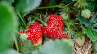 Чим підгодувати полуницю восени, щоб на наступний рік бути з хорошим врожаєм - фото