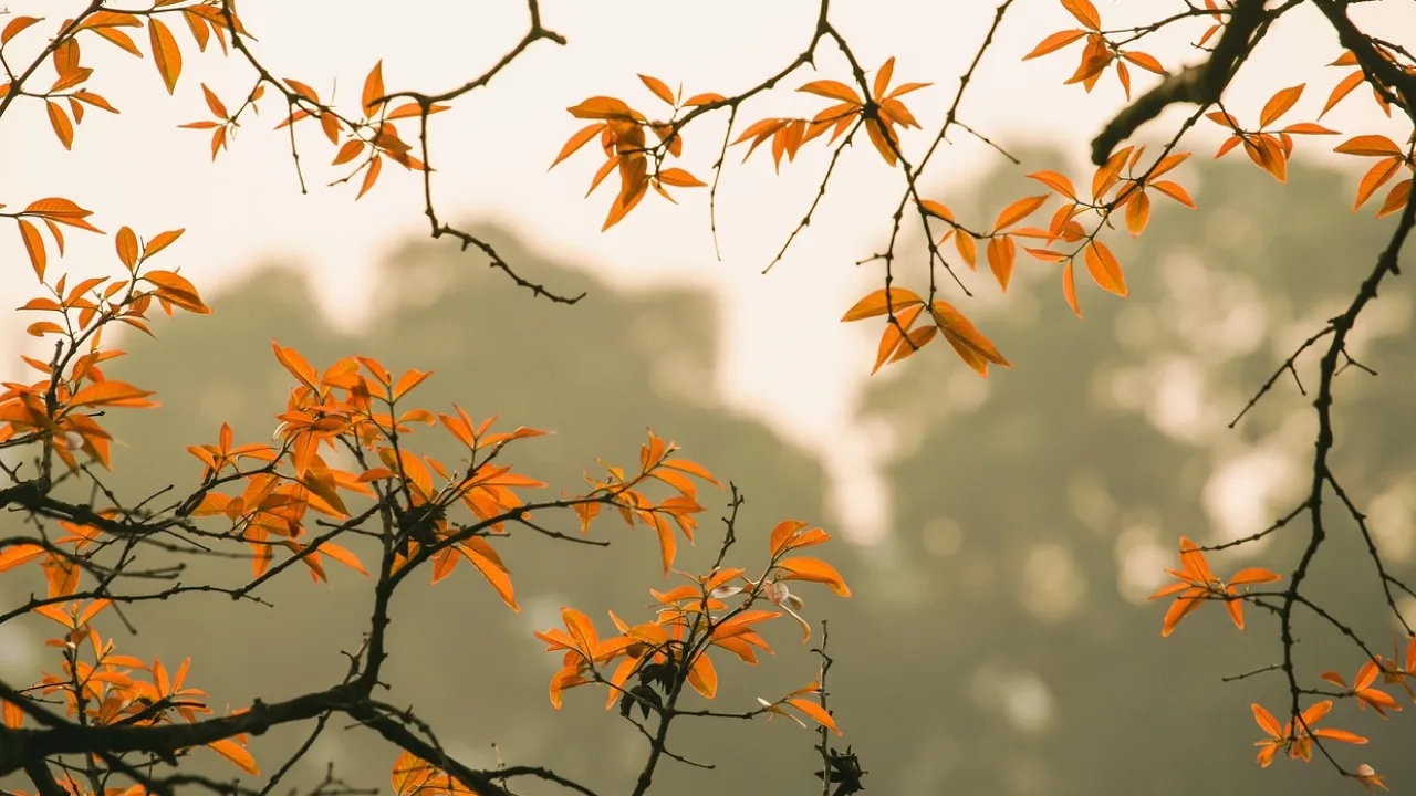 В Україну прийдуть прохолода і дощі: прогноз погоди на 13 жовтня 