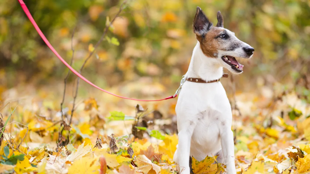 У Польщі заборонили тримати собак на ланцюгах: що передбачає новий закон 