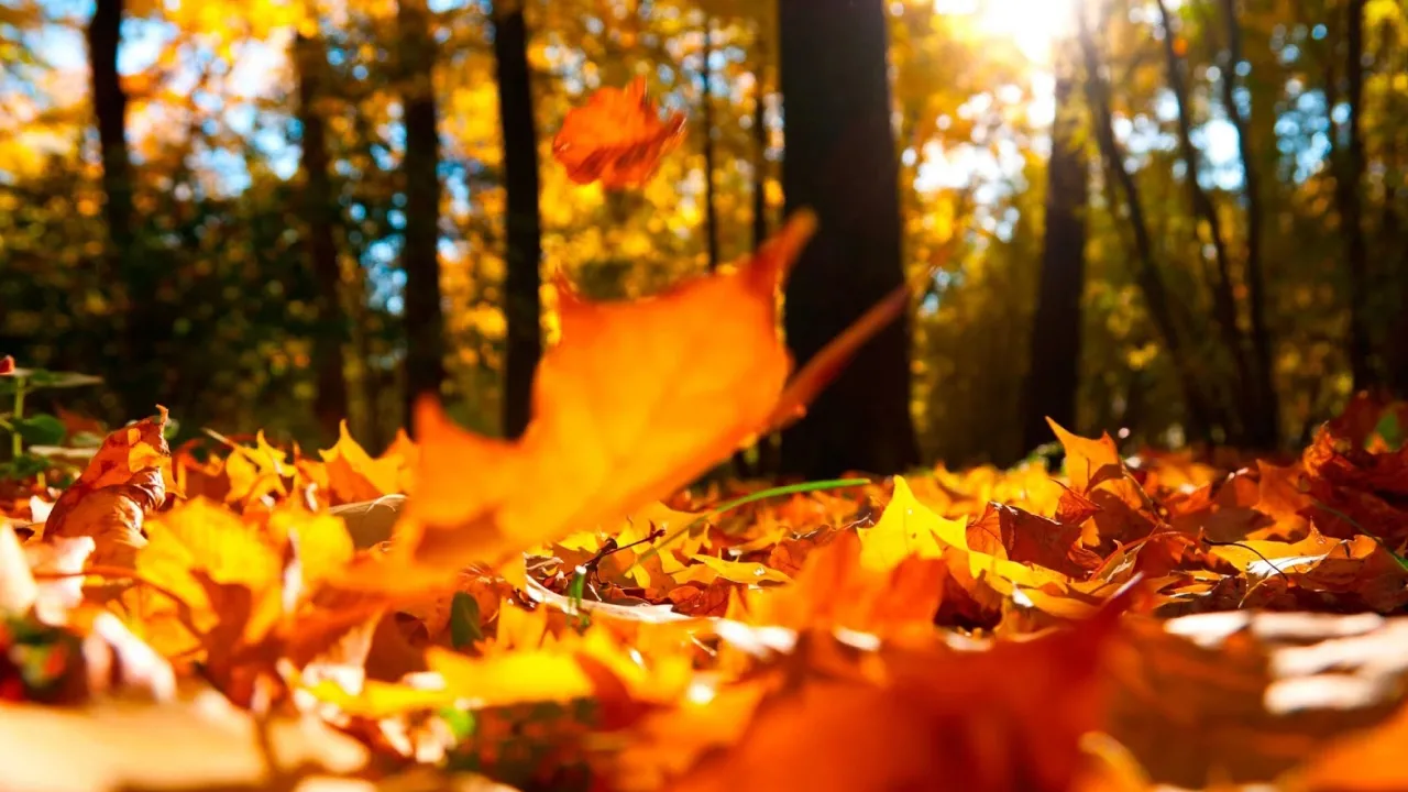 Чому 14 жовтня не можна веселитися: народні прикмети 