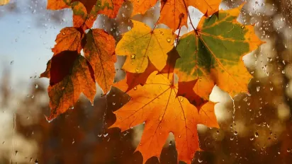 Осінь набирає обертів: в Україну йдуть заморозки і мокрий сніг - фото